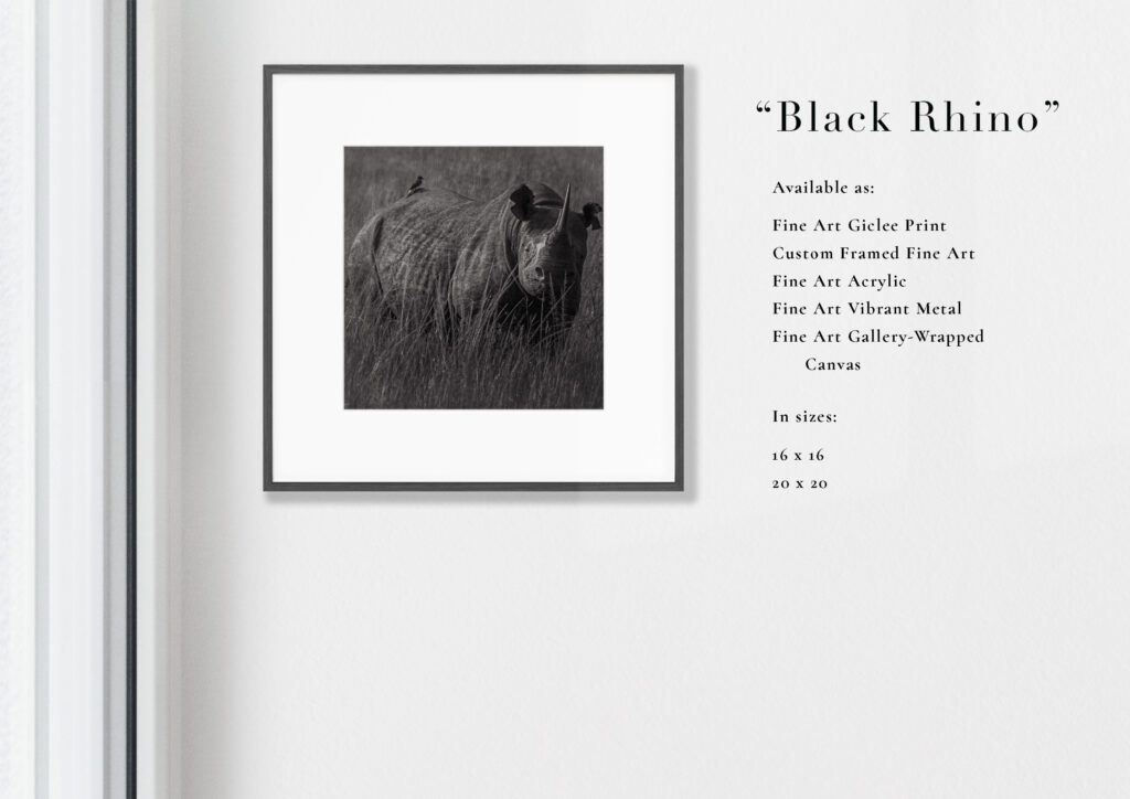 Framed black-and-white photograph of a bear in the wild with exhibition details on the wall.