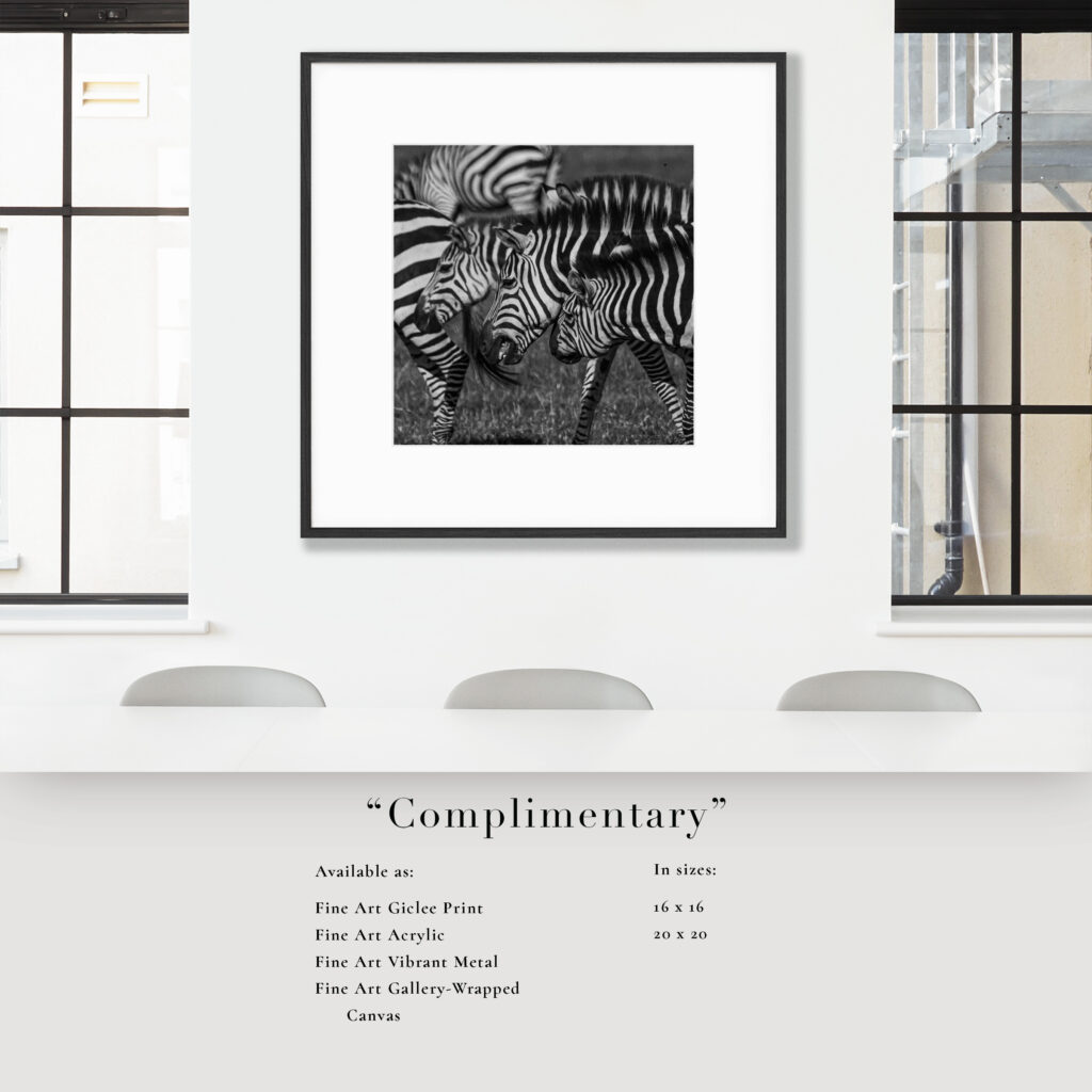 Black and white photo of zebras framed on a wall above a desk.