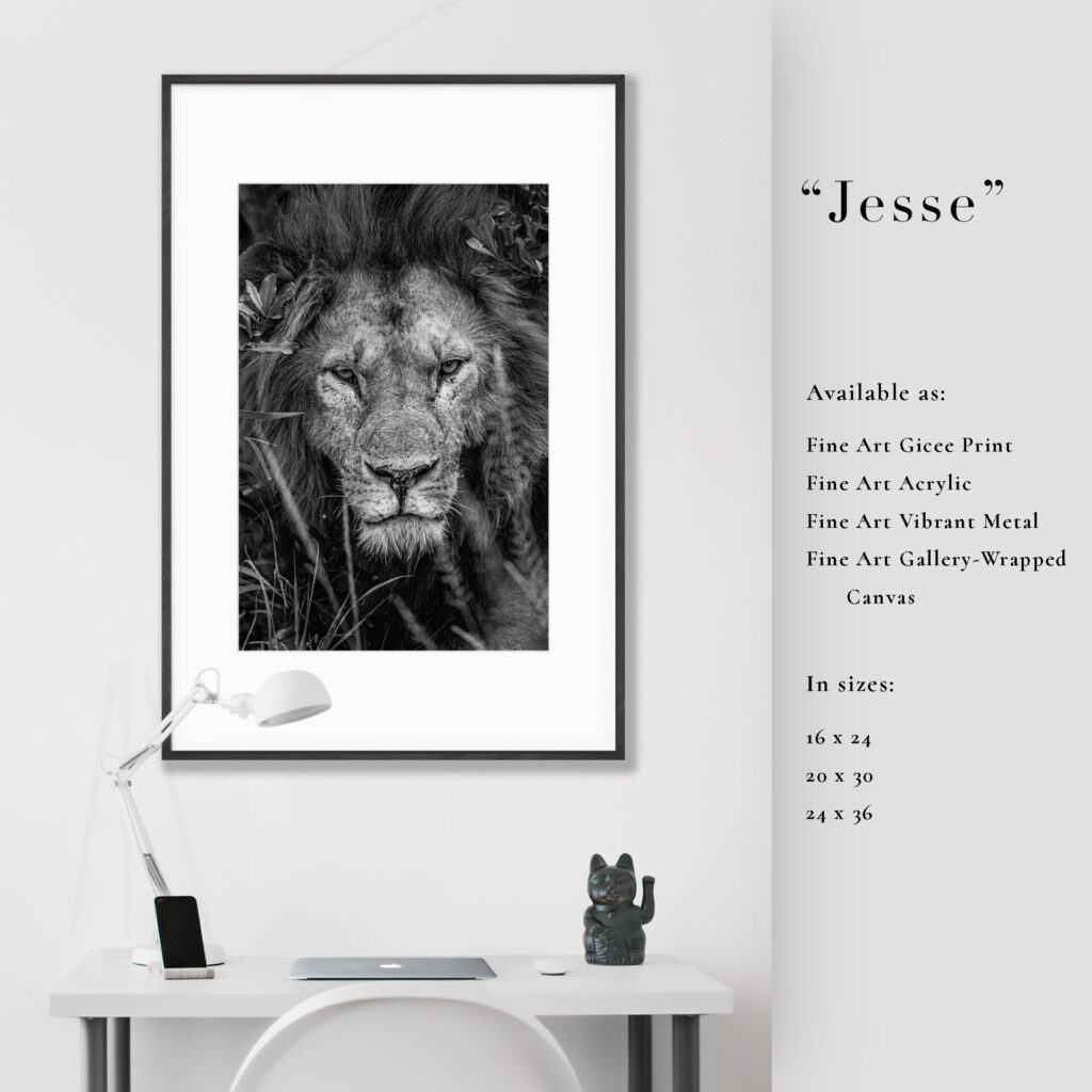 Framed black-and-white lion portrait with inspirational text on a white wall above a minimalist desk.