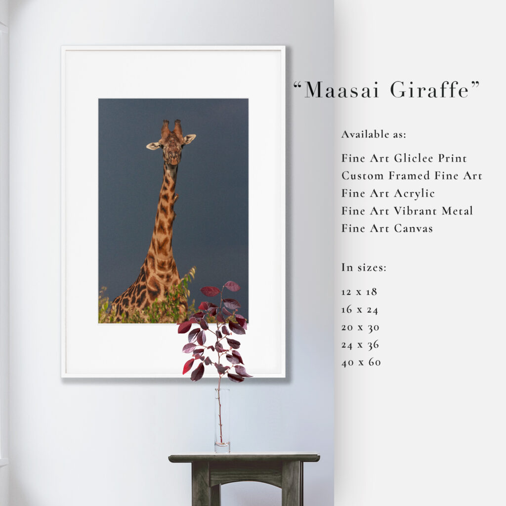Framed illustration of a giraffe titled 'Massai Giraffe' on a wall above a small table.