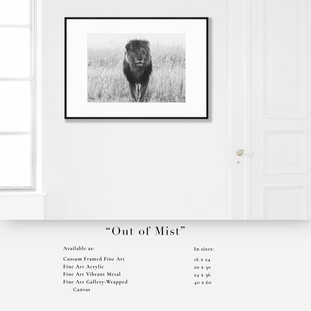 Black and white photo of a lion emerging from mist, framed on a white wall.